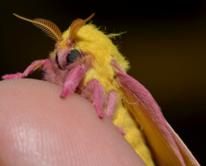 The Insect Apocalypse: What does it really mean?