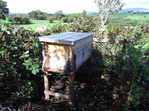 Natural Beekeeping